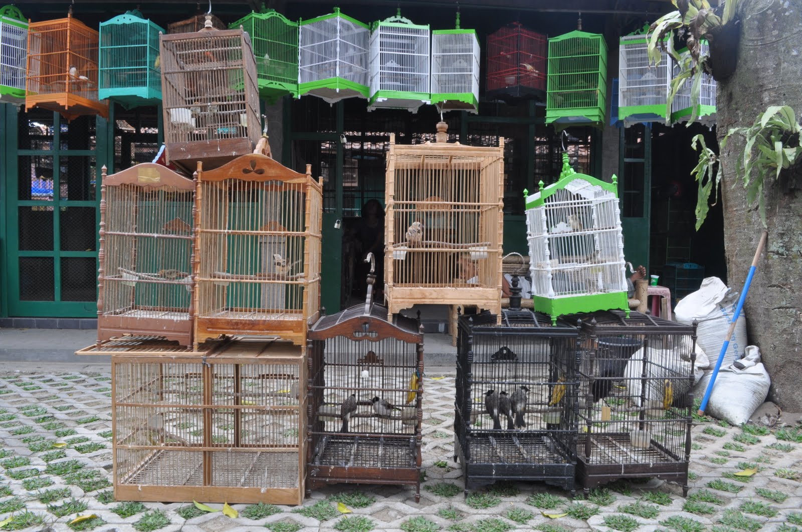 Marché aux oiseaux à Yogyakarta